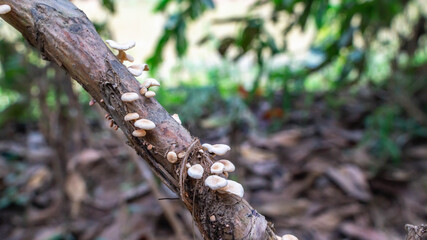 white mushroom grow on the trunk of a tree