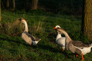 A male goose in a meadow protects his group and adopts a defensive attitude.