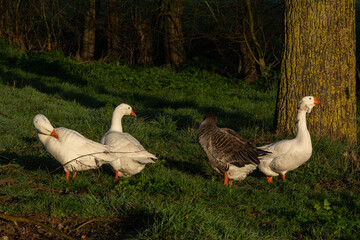 A flock of geese, they move in the grass under trees. They are attentive, one is grooming herself.