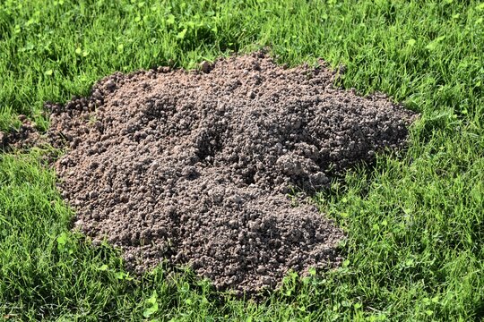 Mole hole in lush green grass