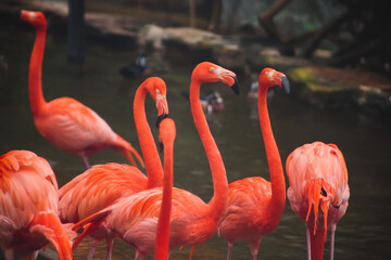 Fototapeta na wymiar A group of pink flamingos hunting in the pond, Hong Kong, China, Kowloon Park, Oasis of green in urban setting, flamingo