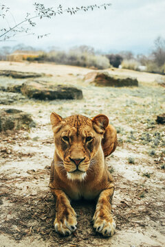 A hungry lioness lying down in a rocky plain, facing toward the camera