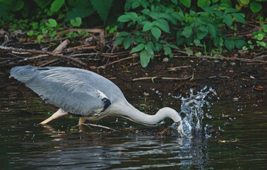 Reiher beim Fischfang