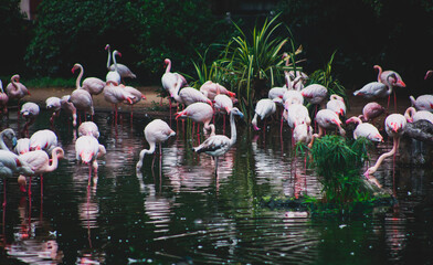 A group of pink flamingos hunting in the pond, Hong Kong, China, Kowloon Park, Oasis of green in urban setting, flamingo