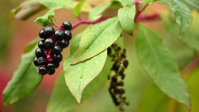 Ripe black elderberries natural background.