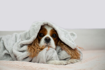 A cute dog Cavalier King Charles Spaniel with big ears lies on the bed on a light blanket in clothes with a hood and looks forward sadly. Hygge mood