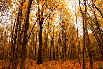 Obraz premium Beautiful Orange Autumn Forest view.