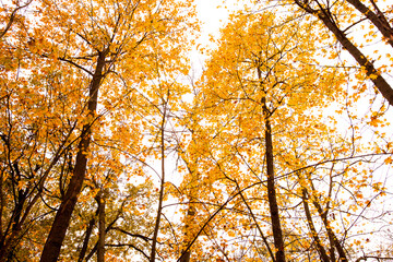 Beautiful Orange Autumn Forest  view.