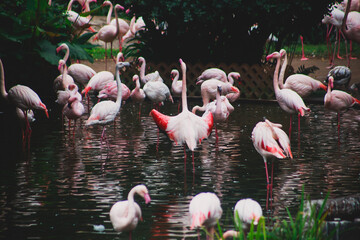 A group of pink flamingos hunting in the pond, Hong Kong, China, Kowloon Park, Oasis of green in urban setting, flamingo
