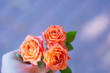 roses, autumn, beauty