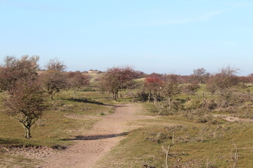 Naklejka premium Fallow deer in the wild in the Amsterdamse Waterleidingduinen nature reserve