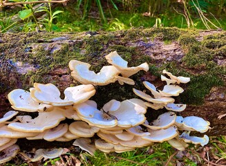 Fungus