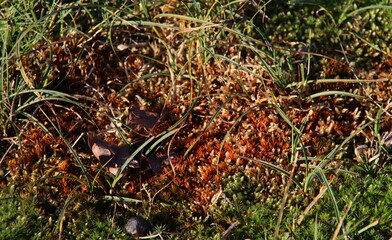 Colorful trees with brown leaves at Amsterdamse Waterleidingduinen