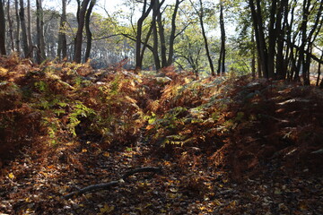 Colorful trees with brown leaves at Amsterdamse Waterleidingduinen