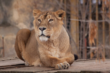 A wild female tiger lies and looks behind and behind her is a blurred background in a safari park during the day