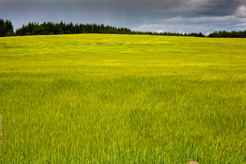 Early Summer Crop