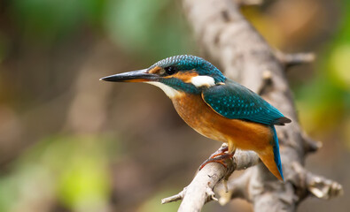 Сommon kingfisher, Alcedo atthis. Sunny day, a young bird sitting by the river on a branch, peering into the water, waiting for a fish