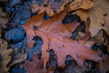 Close up photo of a oak leaf in the forest. Ukraine 2020