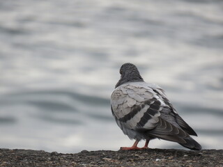 pigeon on the beach