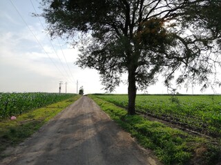 EL CAMINO