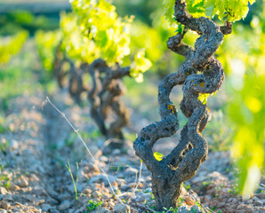 Vineyard, Laguardia, Alava, Basque Country, Spain, Europe