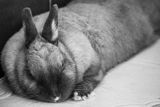 a close up image of my pet bunny rabbit lying down for a rest in black and white 