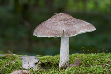 Edible mushroom Pluteus cervinus in the mixed forest. Known as deer shield or fawn mushroom. Wild fungus growing on the wood.