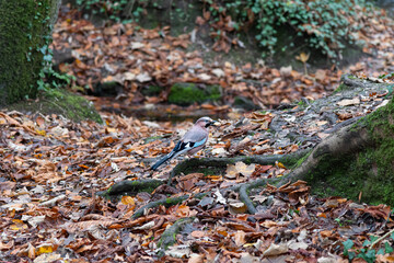 Obraz premium A Jay standing on the forest floor, having picked up a nut to eat