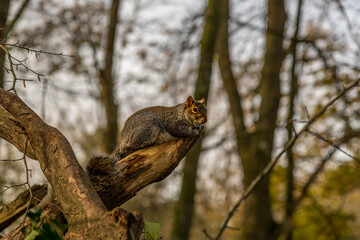 A squirrel resting on a dead tree branch