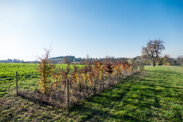 Obraz premium Baumgrundstück im Feld