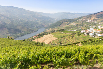 Fototapeta na wymiar the vineyards of Douro Wine Region (DOC - Portuguese Quality Wine Scheme) on the slopes of Douro river next to Mesao Frio, district of Vila Real, Douro, Portugal