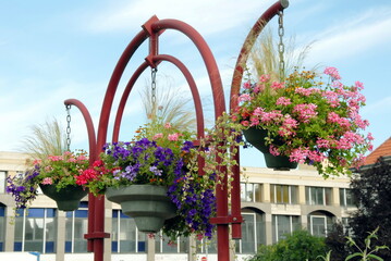 Fototapeta na wymiar Ville de Saint-Avold, fleurs suspendues en centre ville, département de Moselle, France