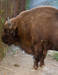 Fototapeta premium European bison (Bison bonasus), also known as the wisent. Bull in the pen.