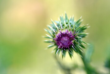 Knospe einer nickenden Distel
