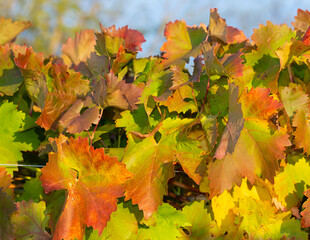Vineyards in the autumn with red foliage. Transition of the vine to wintering. Wine-making. Technology of wine production. Wine production in Moldova.