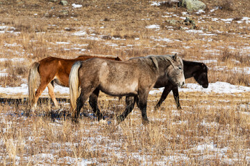 Three multi-colored horses graze on a winter pasture in the Altai mountains
