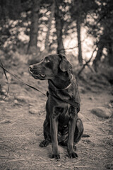 my pet chocolate Labrador dog looking at me licking her nose whilst sitting down posing for a photo in black and white