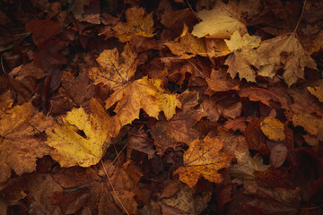 Autumn Feelings 
