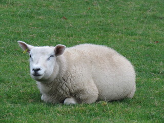 Cute lamb in the meadow