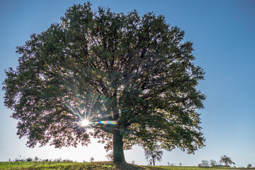 Große alte Linde zum umarmen