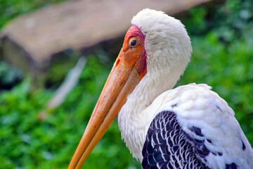 Bird Mycteria Leucocephala Portrait Close Up Exotic Stork Portrait