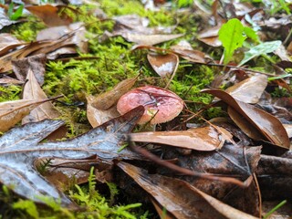 mushroom in the rain