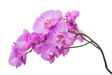 Fototapeta na wymiar Blooming branch of Orchid flowers