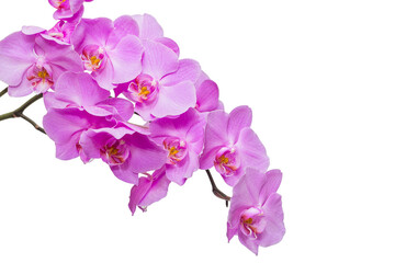 Fototapeta na wymiar Blooming branch of Orchid flowers