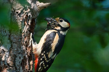 Buntspecht beim Nestbau