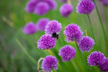 Summer Alliums