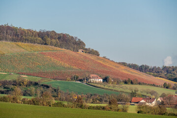 Weinberge im Herbst mit buntem Weinlaub