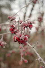 red berries in snow