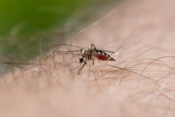 A mosquito on a men's arm has stuck its sting and is drinking blood.