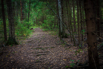 The path goes deep into the forest.